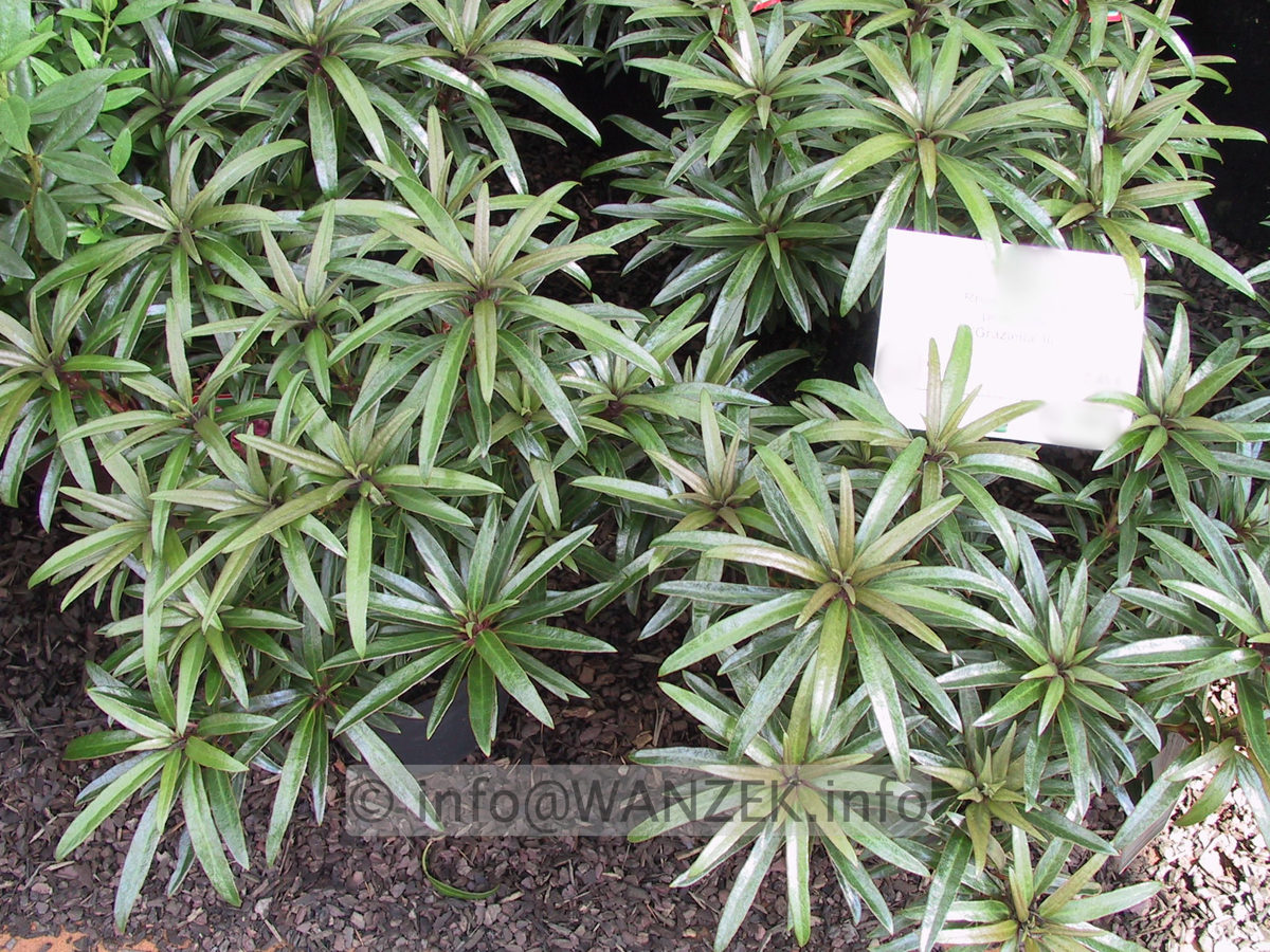 Rhododendron ponticum Graziella.JPG